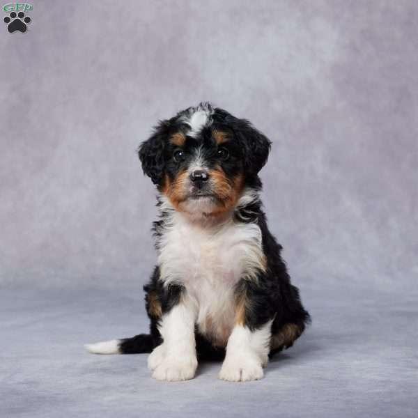 Cole, Mini Bernedoodle Puppy